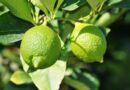12 Benefícios do Limão para a Saúde.